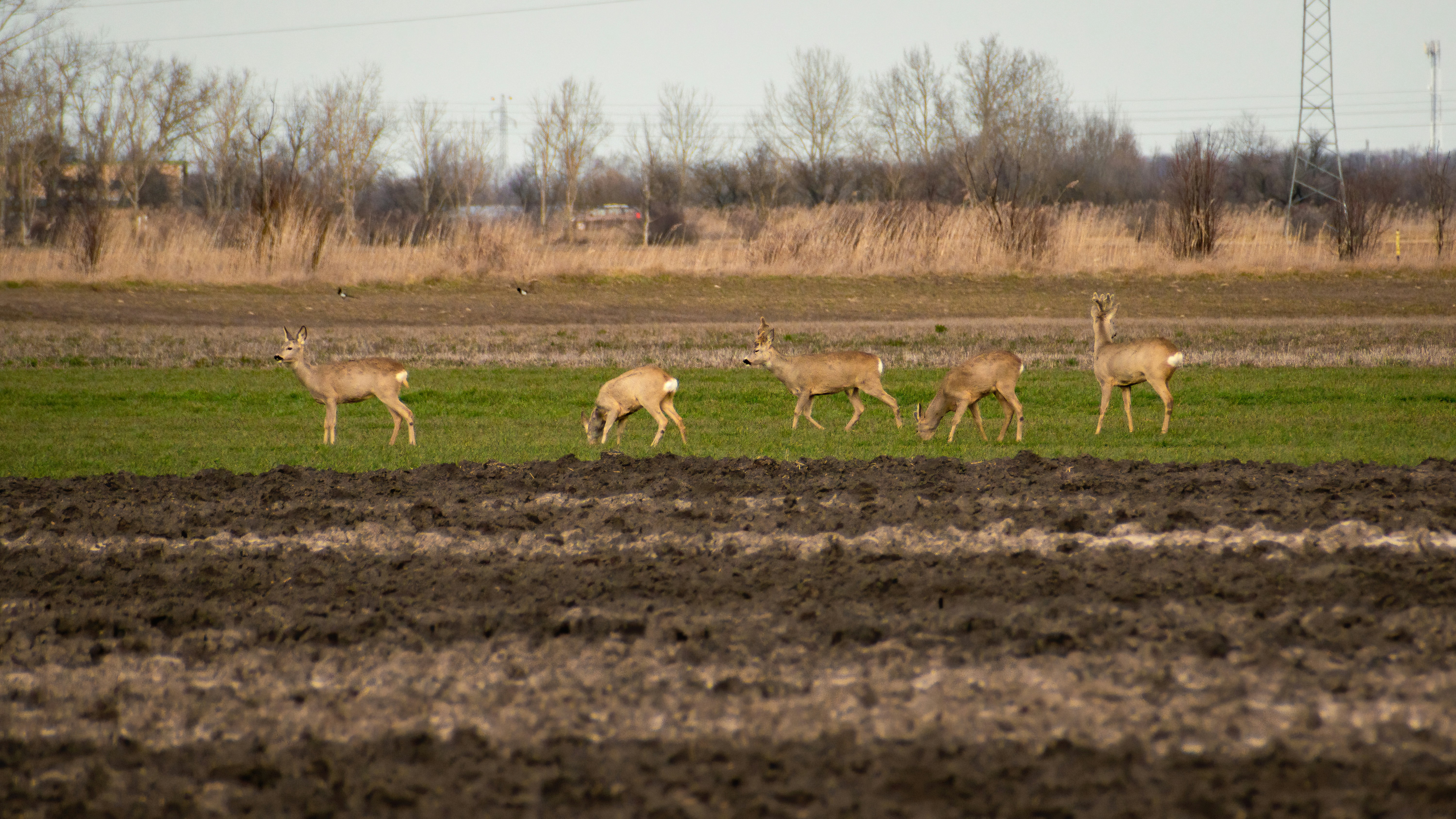 Un branco di cervi che cammina attraverso un rigoglioso campo verde
