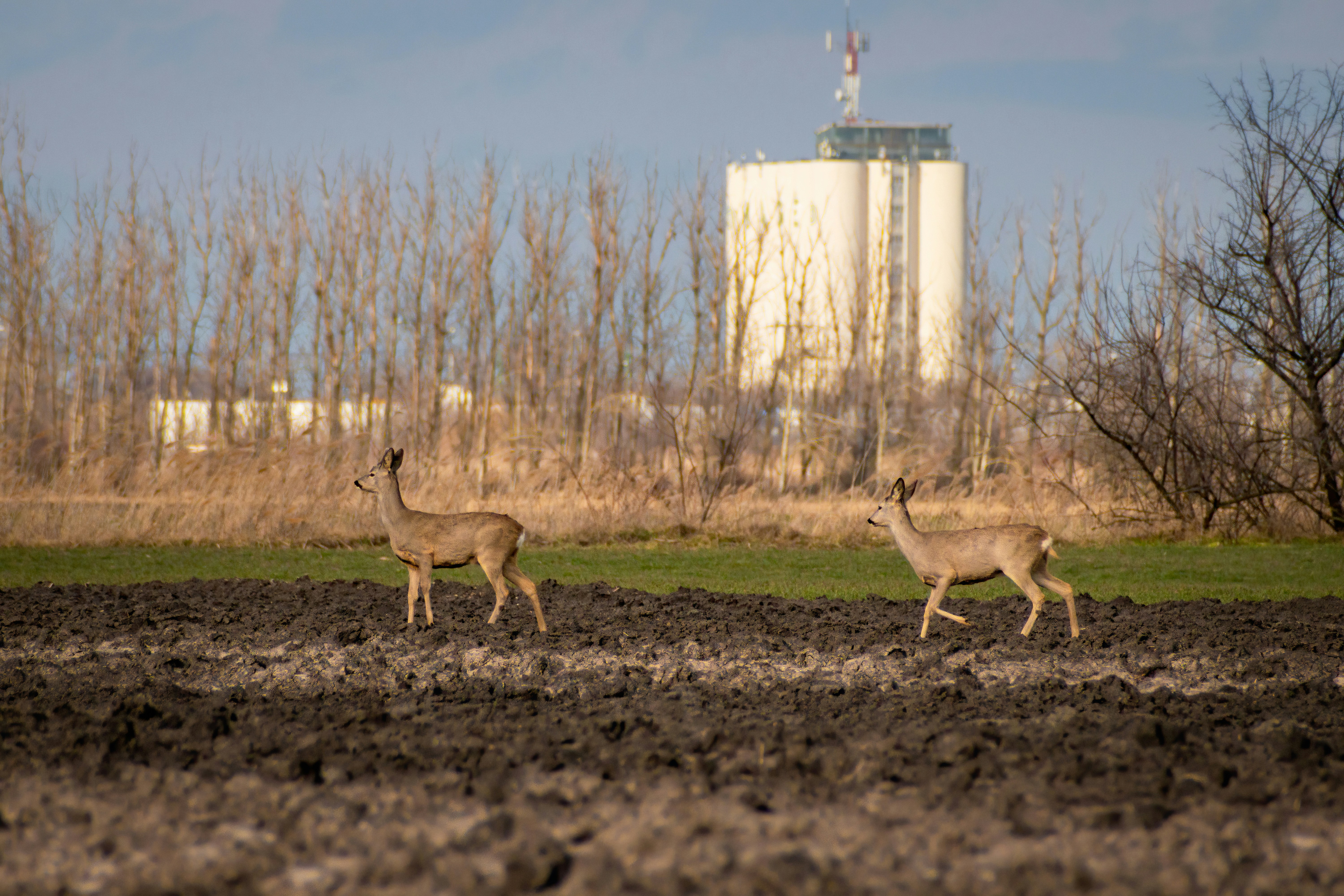 una coppia di cervi che attraversano un campo