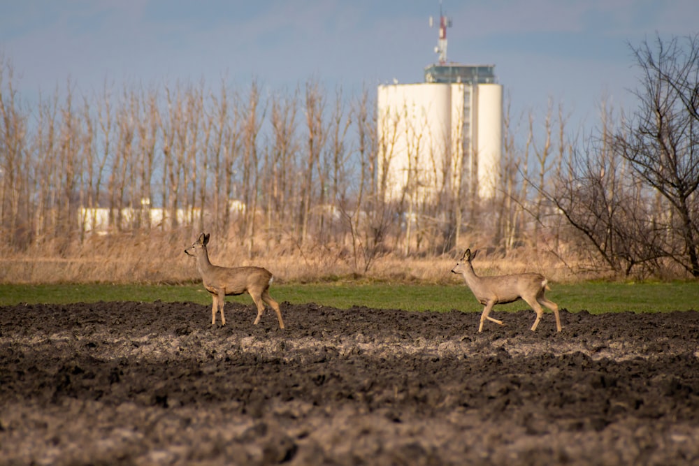 a couple of deer running across a field