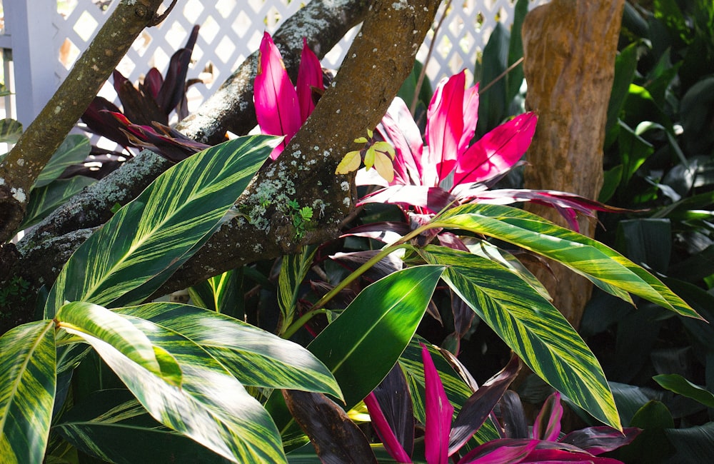 a close up of a flower near a fence