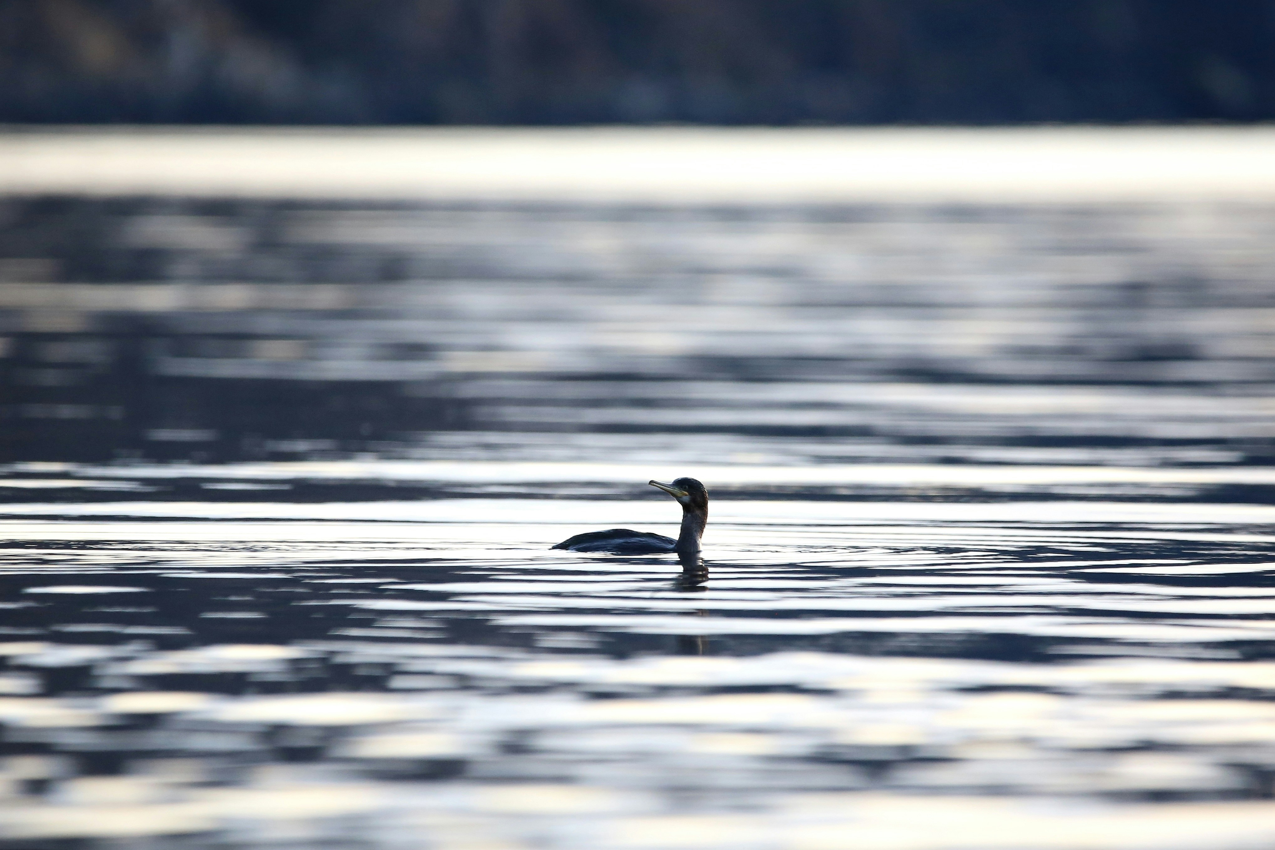 Photo by beckydingwall