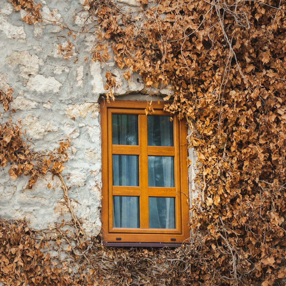 a window on a stone wall covered in vines