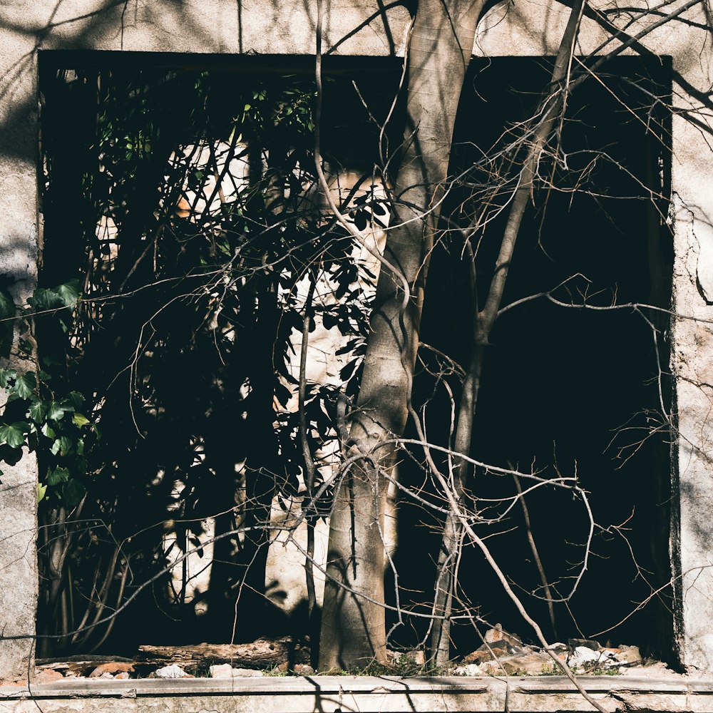 a window with vines growing out of it