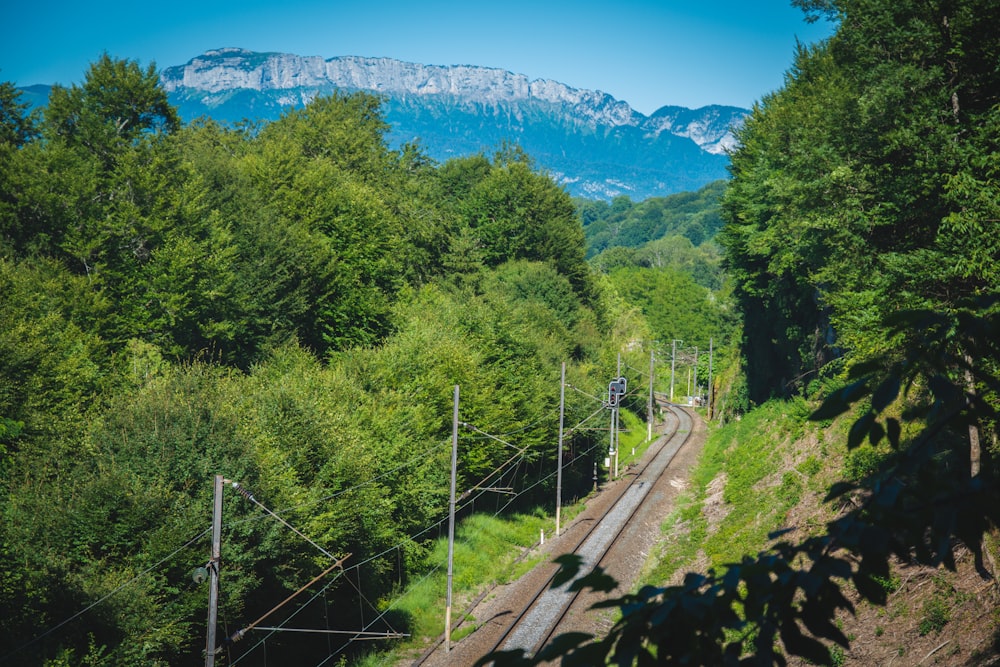 a train traveling through a lush green forest