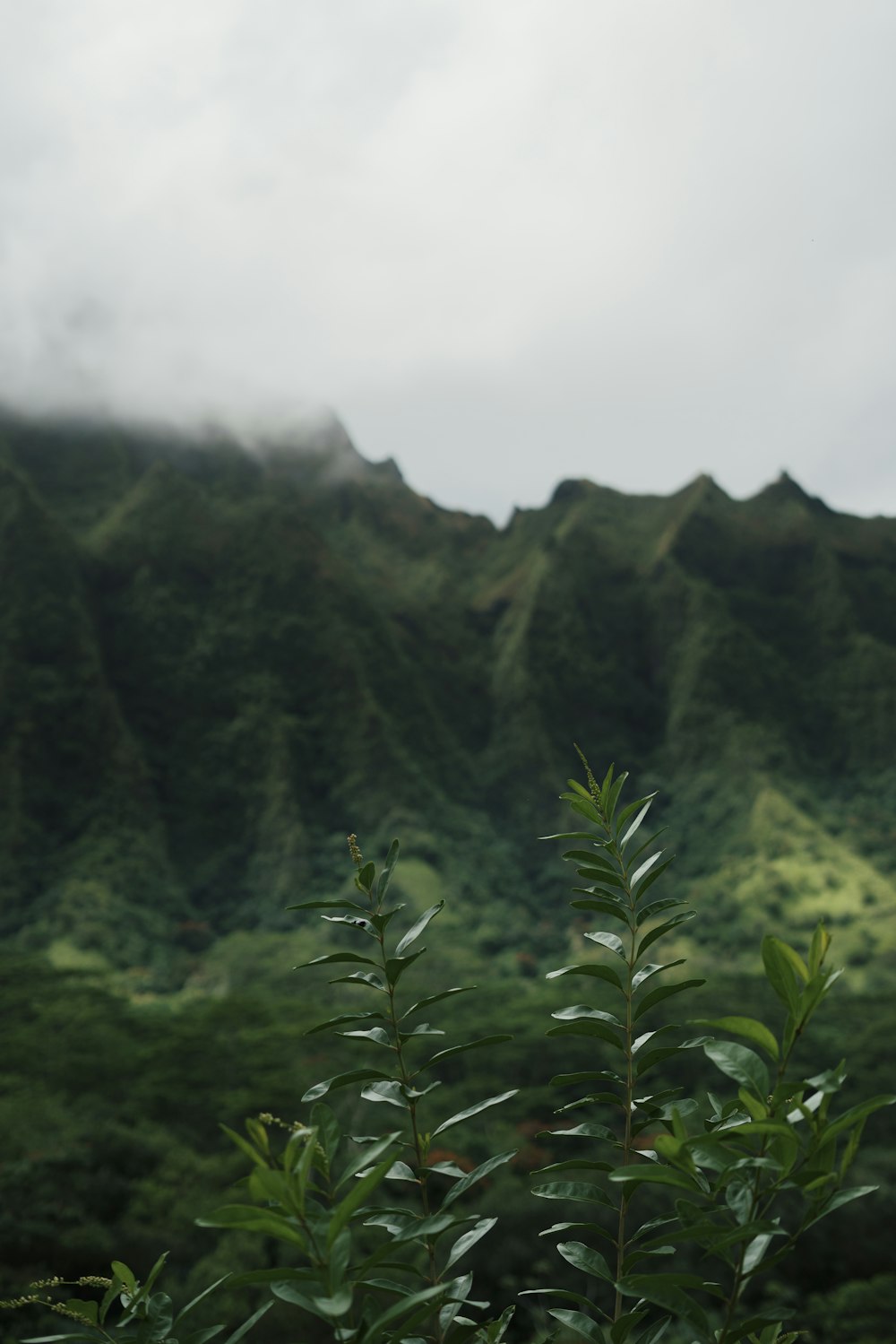 a view of a lush green mountain range