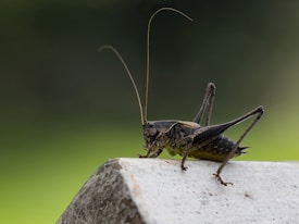 A close-up of a cricket or grasshopper perched on a textured surface with an out-of-focus green background. The insect's long antennae are prominently featured, and its body displays intricate details.