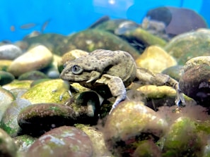 A frog with a mottled brown and green skin is resting on a collection of smooth, rounded pebbles. The background is a bright blue, suggesting an aquatic environment, possibly an aquarium. The scene is well-lit, highlighting the texture and colors of both the frog and the pebbles.