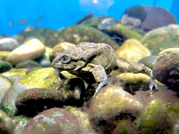 A frog with a mottled brown and green skin is resting on a collection of smooth, rounded pebbles. The background is a bright blue, suggesting an aquatic environment, possibly an aquarium. The scene is well-lit, highlighting the texture and colors of both the frog and the pebbles.
