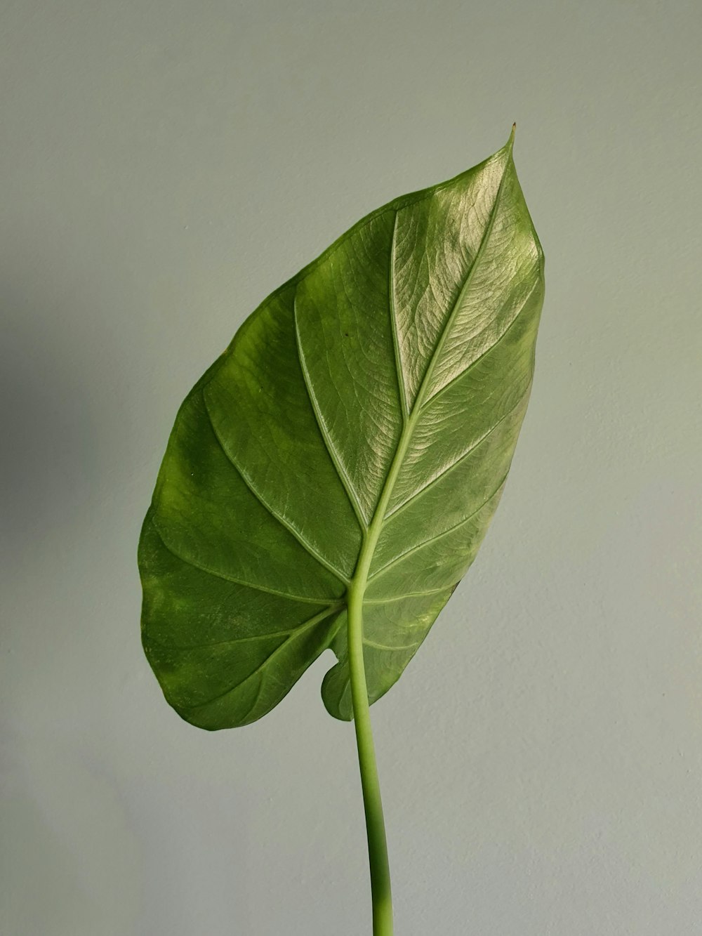 a large green leaf on top of a table