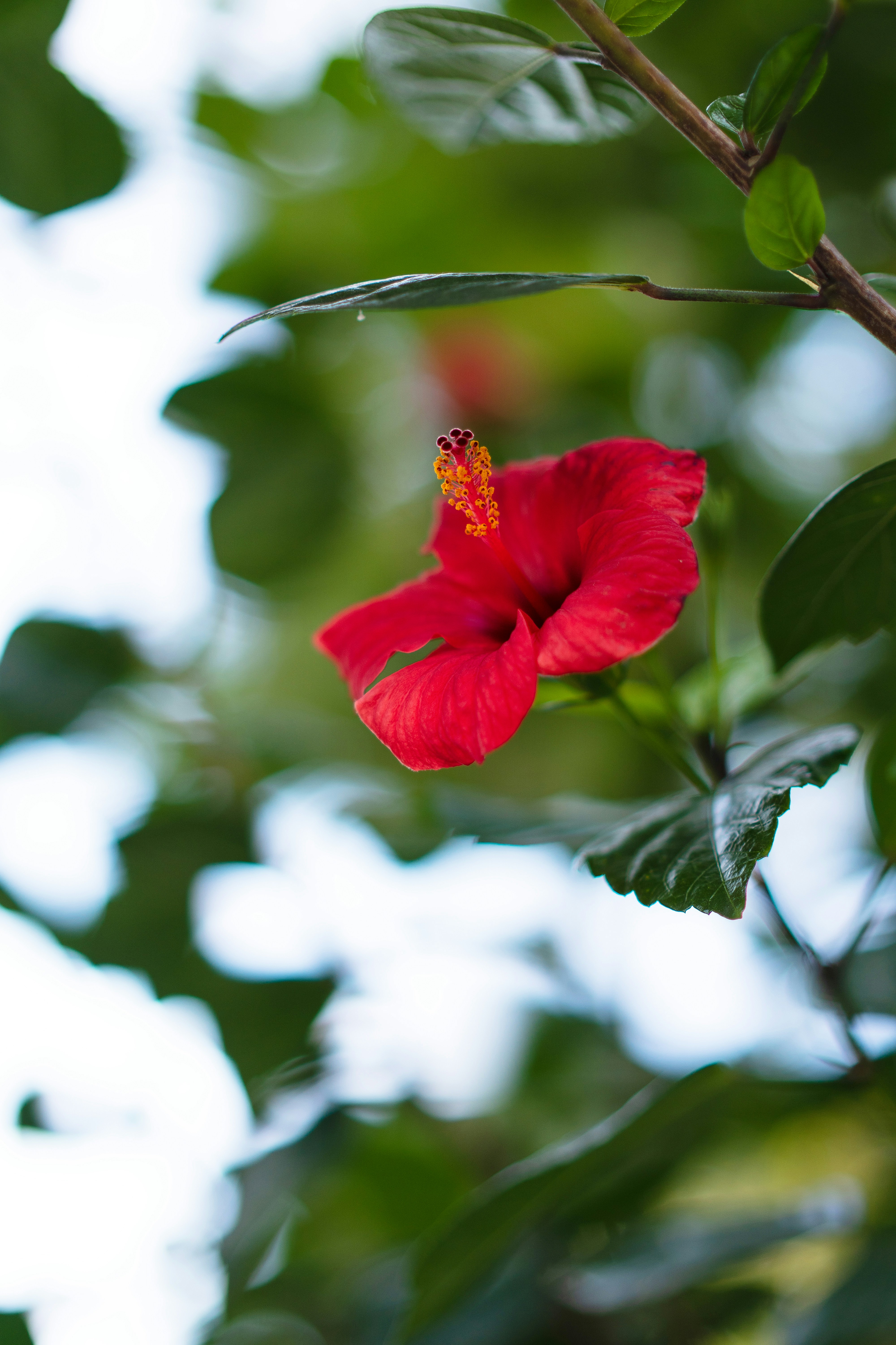 a red flower is growing on a tree branch