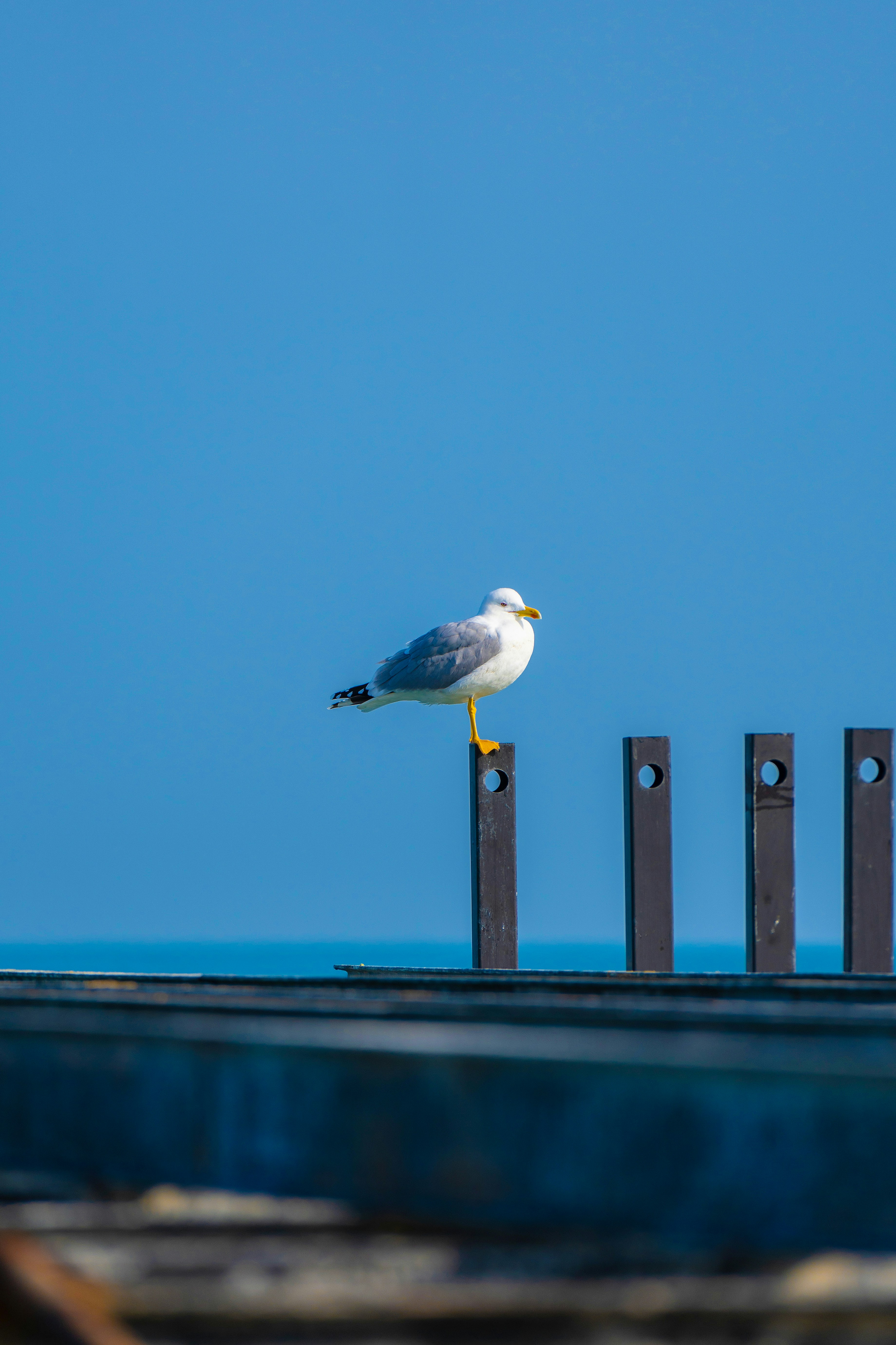 a seagull is standing on a metal post near the ocean