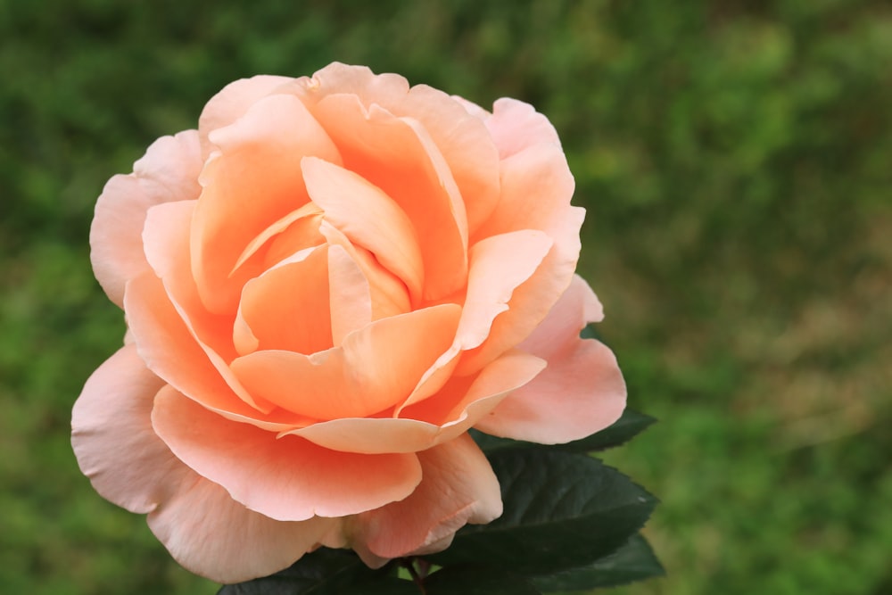 a pink rose is blooming in a garden