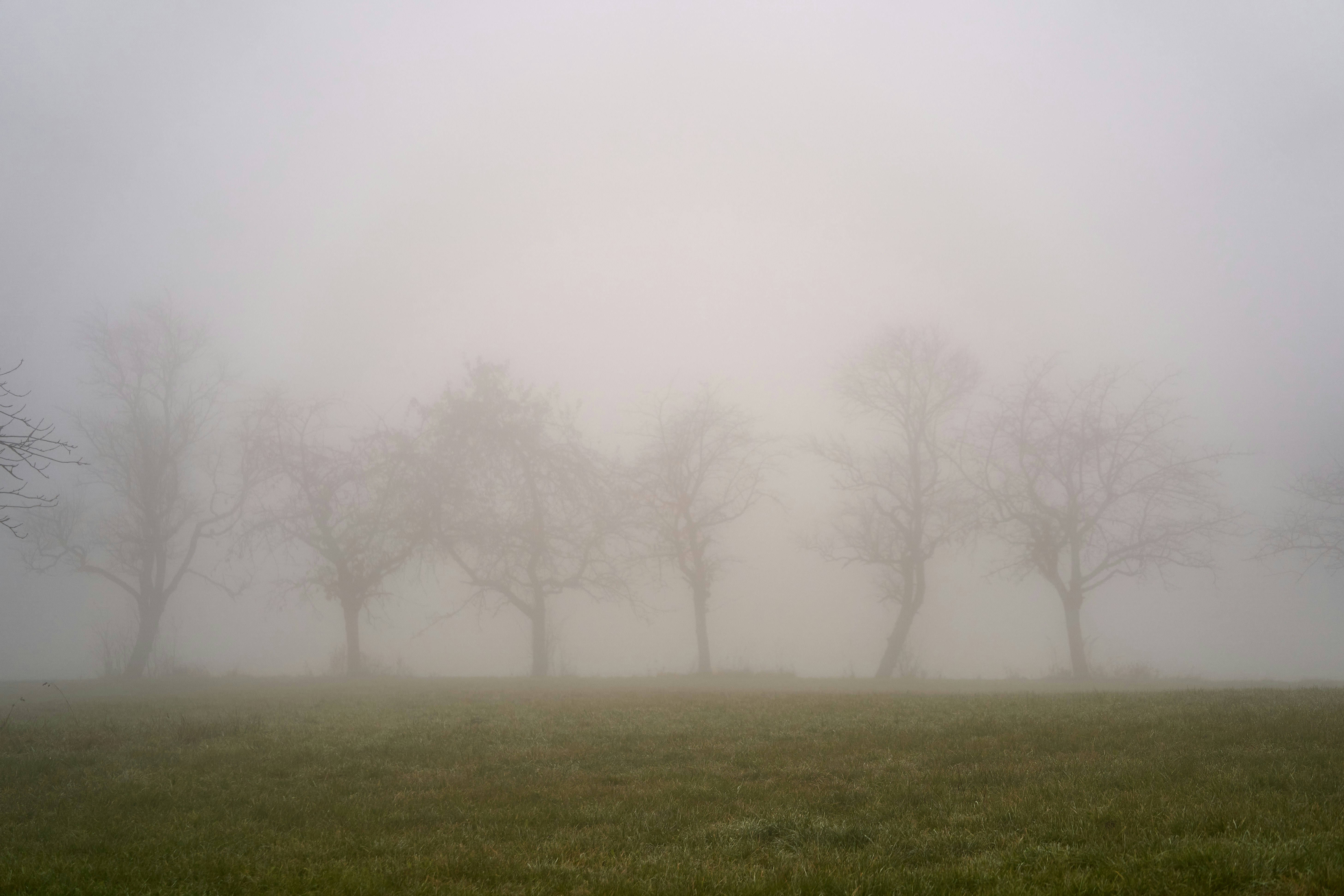 Photo by wolfgang_hasselmann