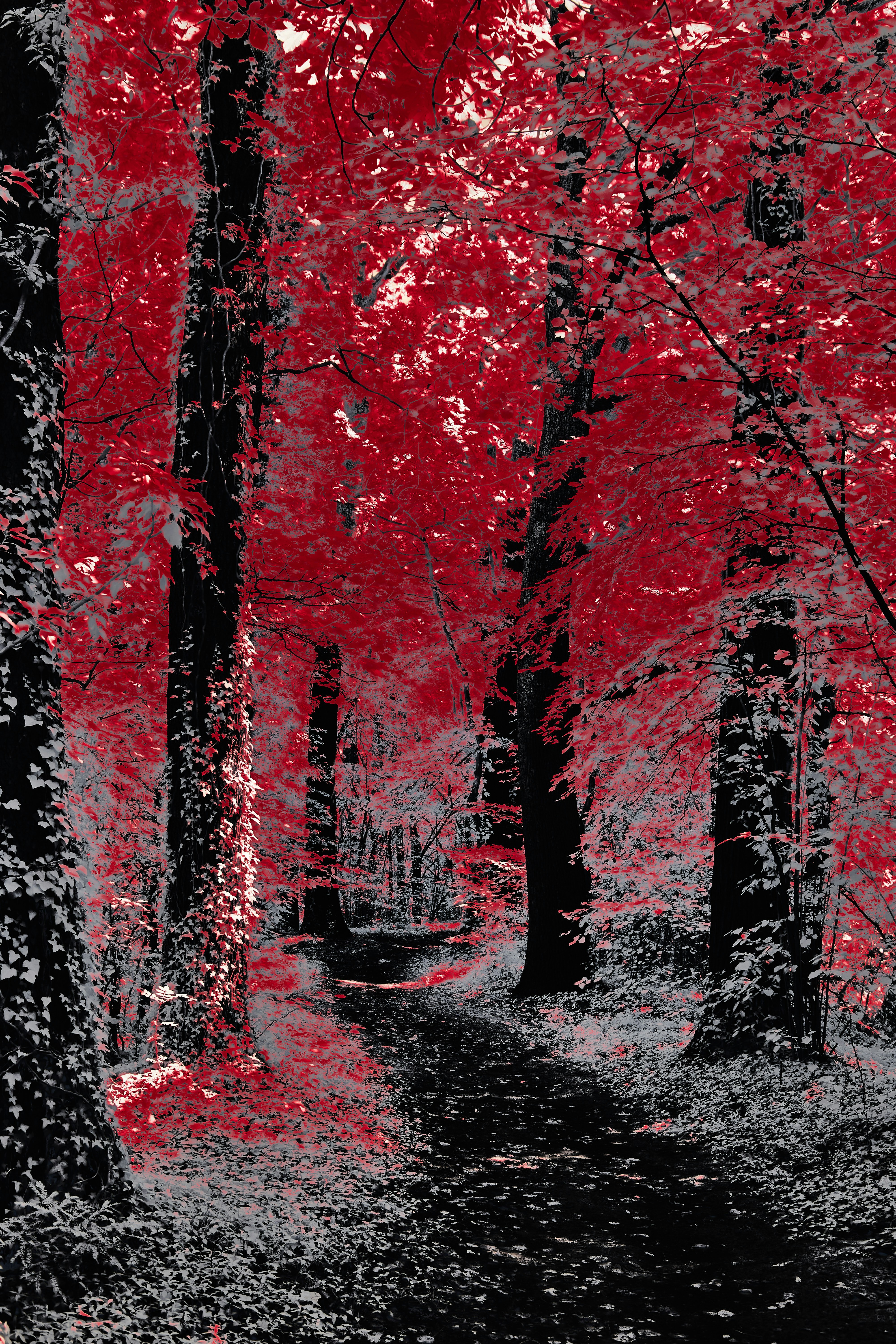 Photo by wolfgang_hasselmann