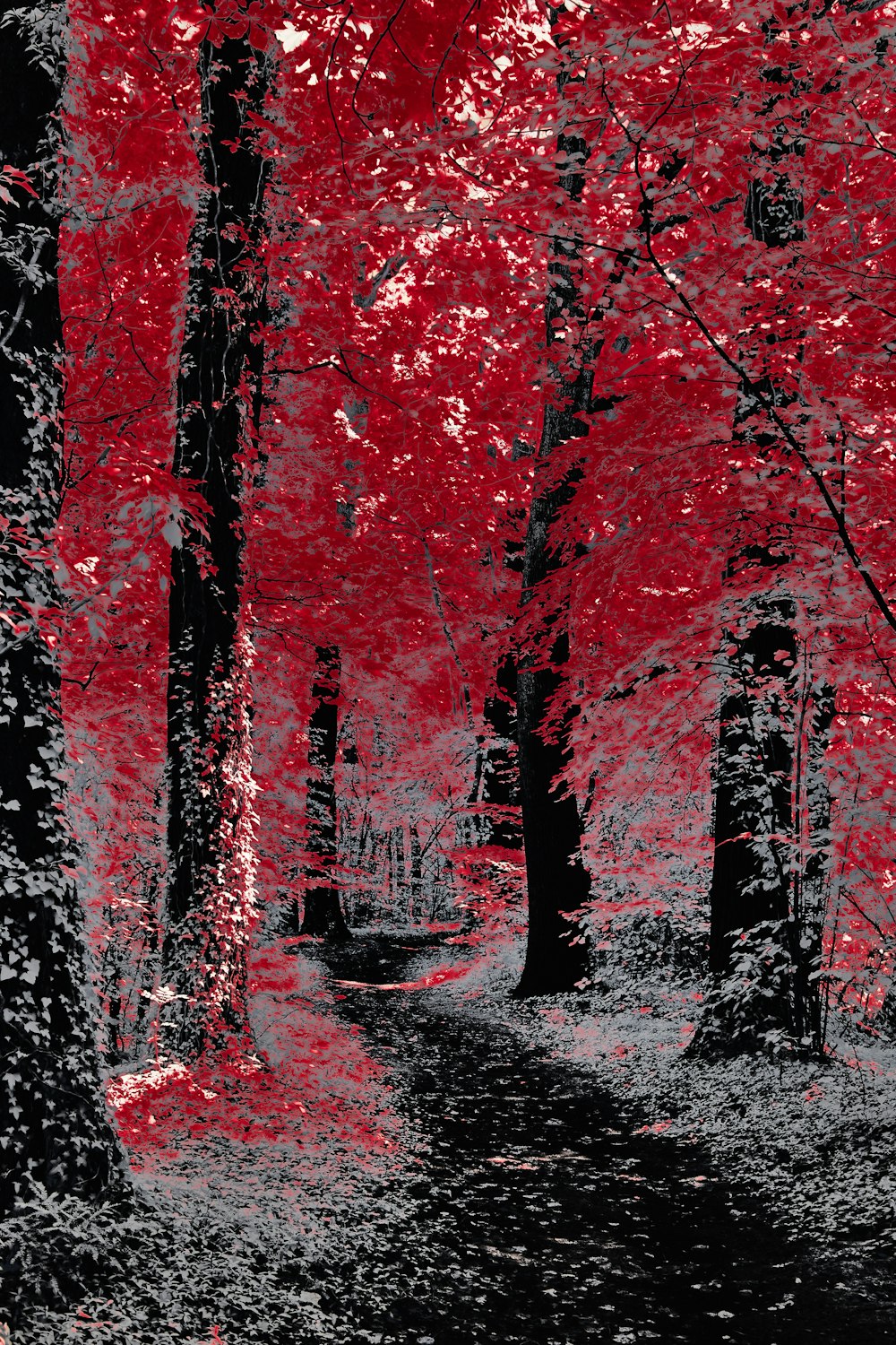 a black and white photo of a red forest