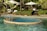 A serene outdoor pool with a circular jacuzzi section surrounded by green foliage and palm trees. There are white lounge chairs and umbrellas on the pool deck, and a pathway lined with manicured bushes.