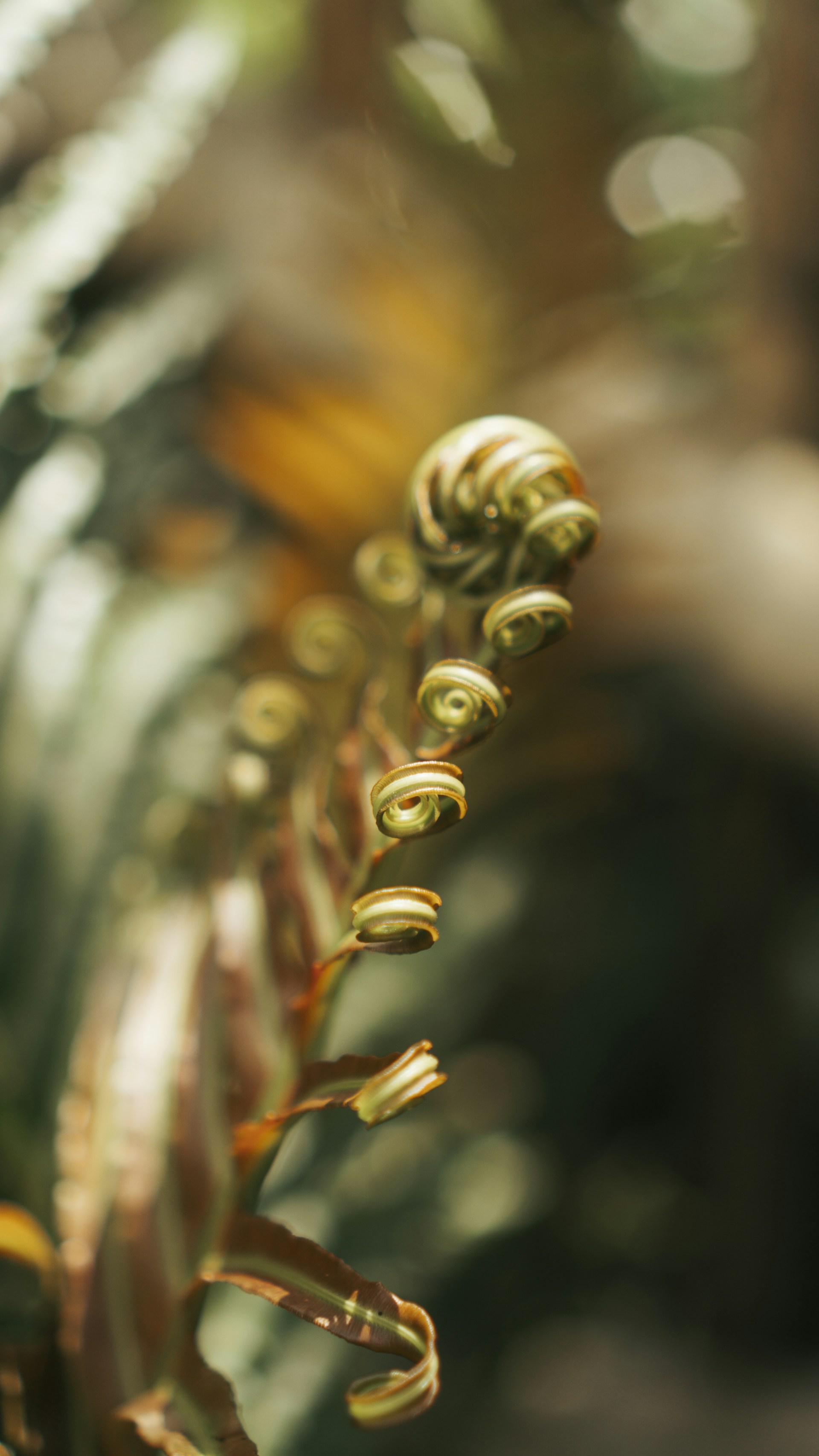 a close up of a plant with many leaves