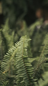 a close up of a green plant with lots of leaves