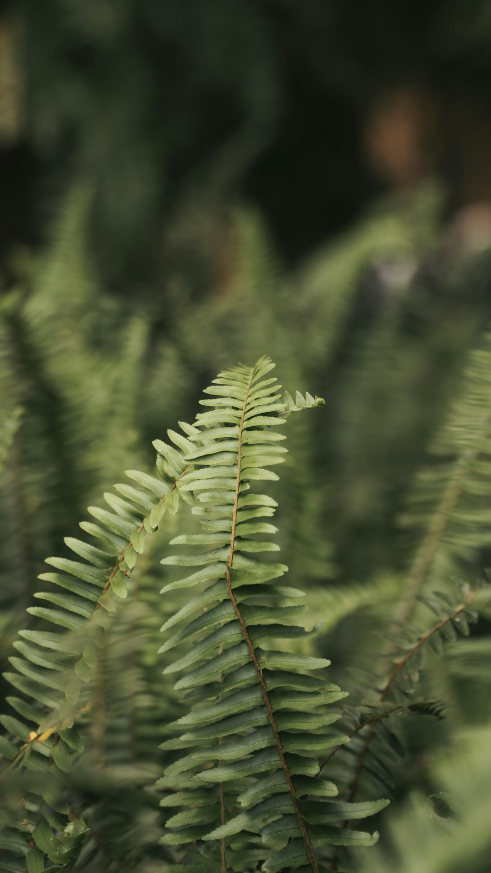 a close up of a green plant with lots of leaves