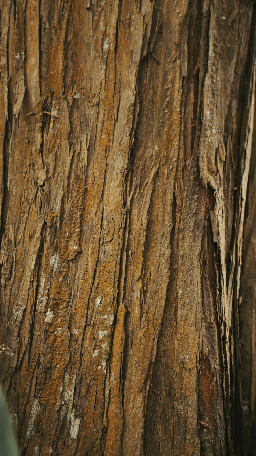 a bird is perched on a tree trunk