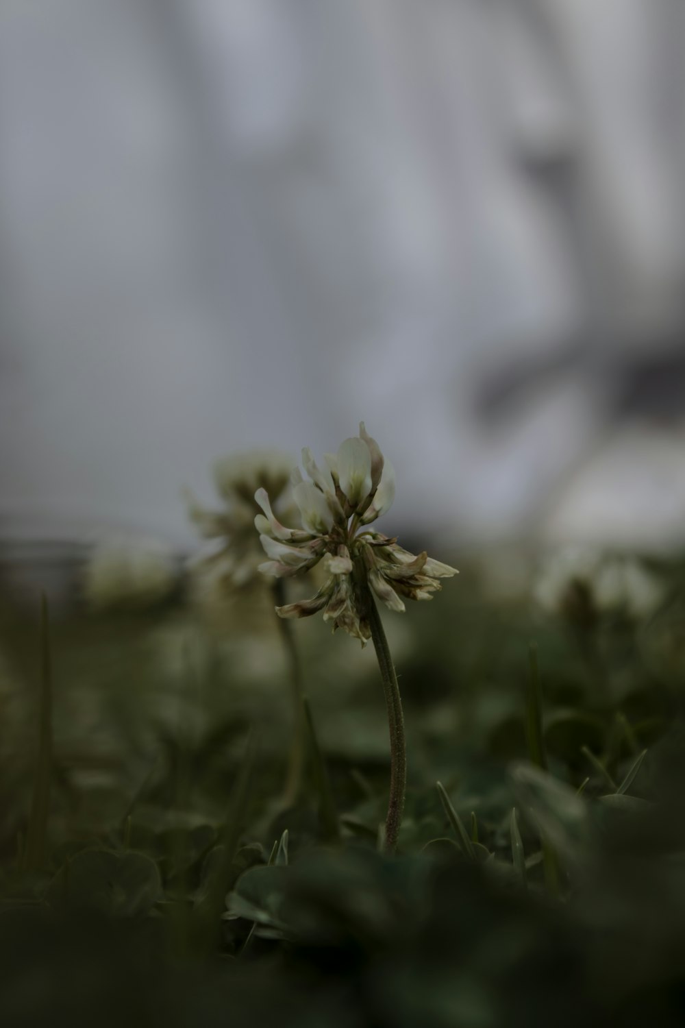 a small white flower sitting on top of a lush green field