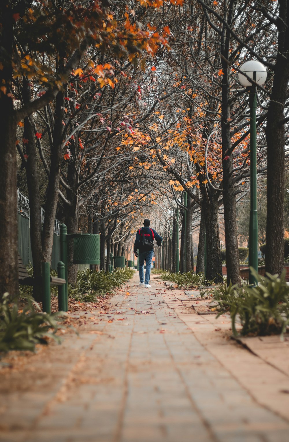 a man walking down a tree lined sidewalk