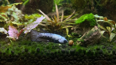 A blue and black fish swims in a freshwater aquarium populated with various aquatic plants. The fish is positioned near a small snail on a green mossy surface. The background is filled with different shades of green and brown plants, creating a natural and serene underwater environment.