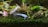 A blue and black fish swims in a freshwater aquarium populated with various aquatic plants. The fish is positioned near a small snail on a green mossy surface. The background is filled with different shades of green and brown plants, creating a natural and serene underwater environment.