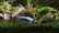 A blue and black fish swims in a freshwater aquarium populated with various aquatic plants. The fish is positioned near a small snail on a green mossy surface. The background is filled with different shades of green and brown plants, creating a natural and serene underwater environment.