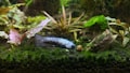 A blue and black fish swims in a freshwater aquarium populated with various aquatic plants. The fish is positioned near a small snail on a green mossy surface. The background is filled with different shades of green and brown plants, creating a natural and serene underwater environment.