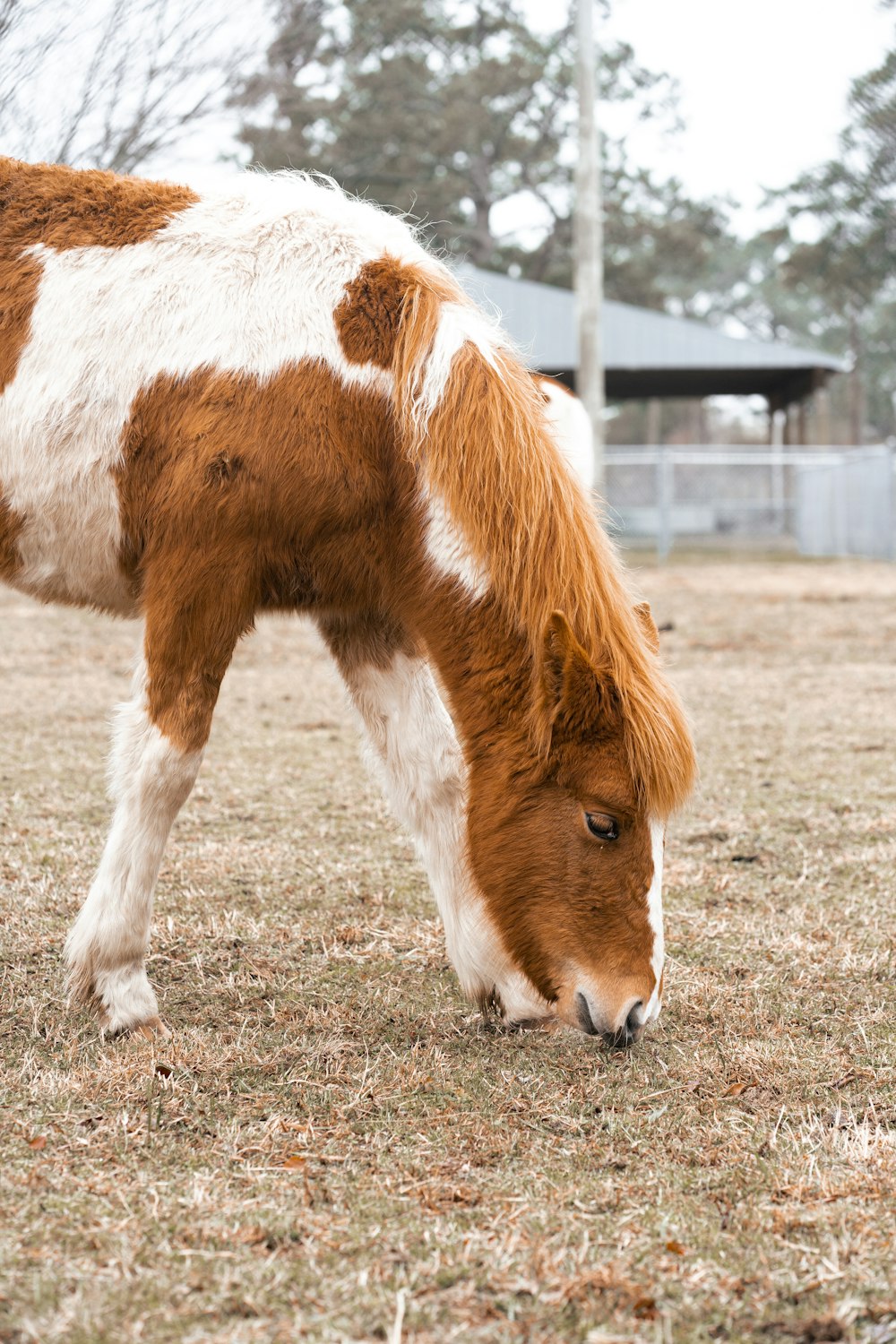 a brown and white horse grazing in a field