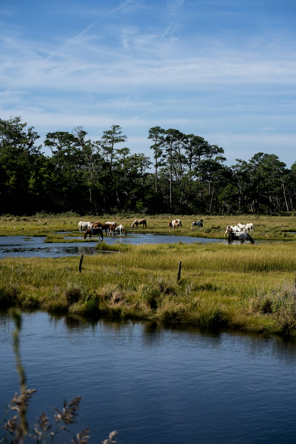 a herd of cattle walking across a lush green field