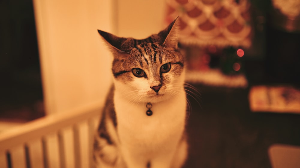 a cat sitting on a bed looking at the camera