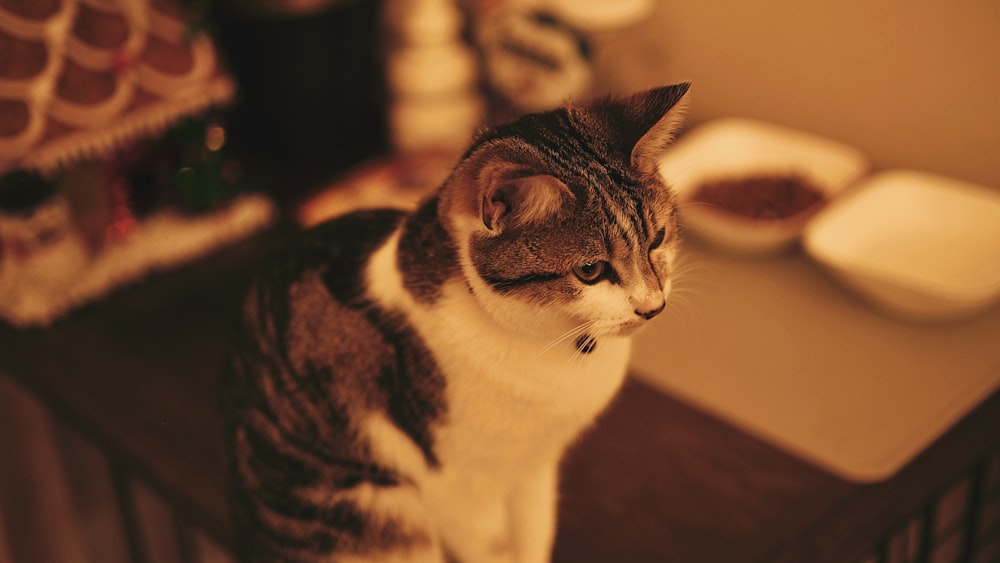 Un gato sentado encima de una mesa junto a un plato de comida