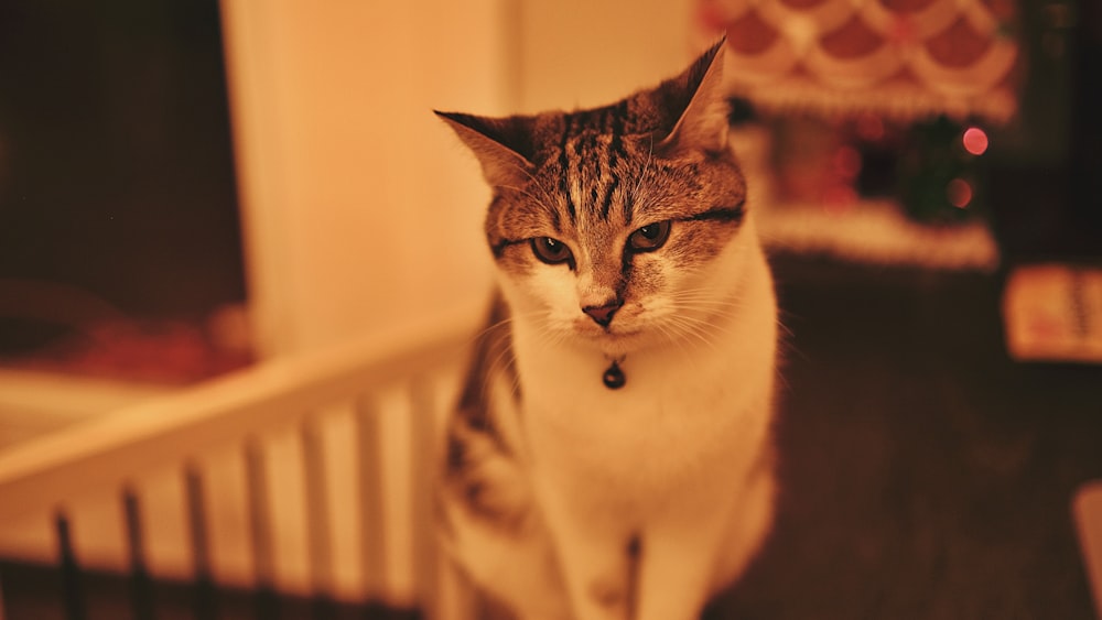Un gatto seduto in una culla che guarda la telecamera