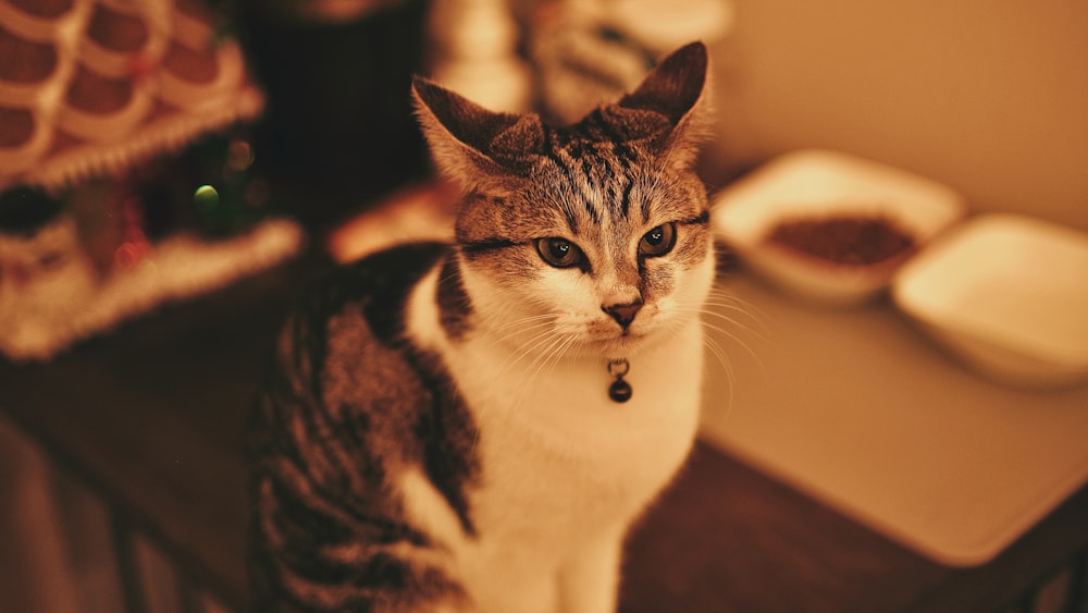 um gato sentado em uma mesa olhando para a câmera