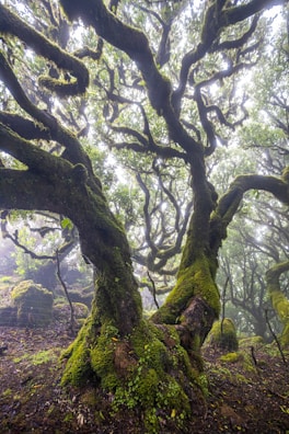 An enchanted forest with twisted trees and mist.