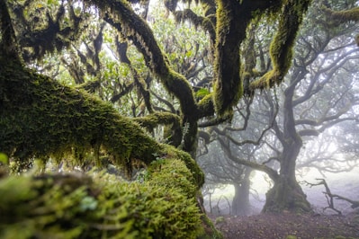 A vibrant, imaginative ebook cover featuring a mysterious forest with soft glowing lights.