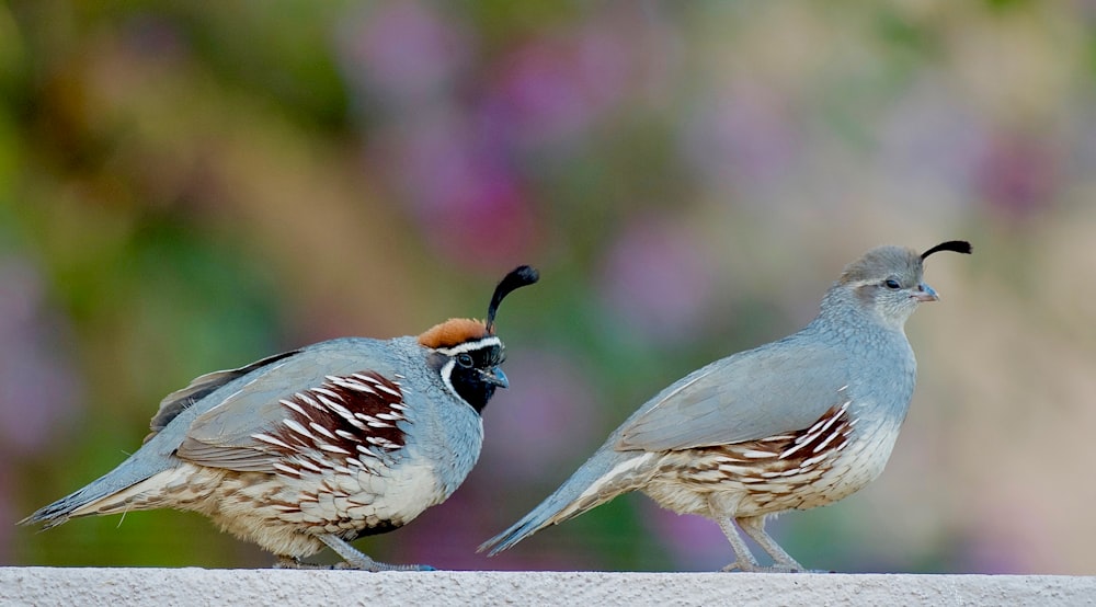 a couple of birds standing on top of a cement wall