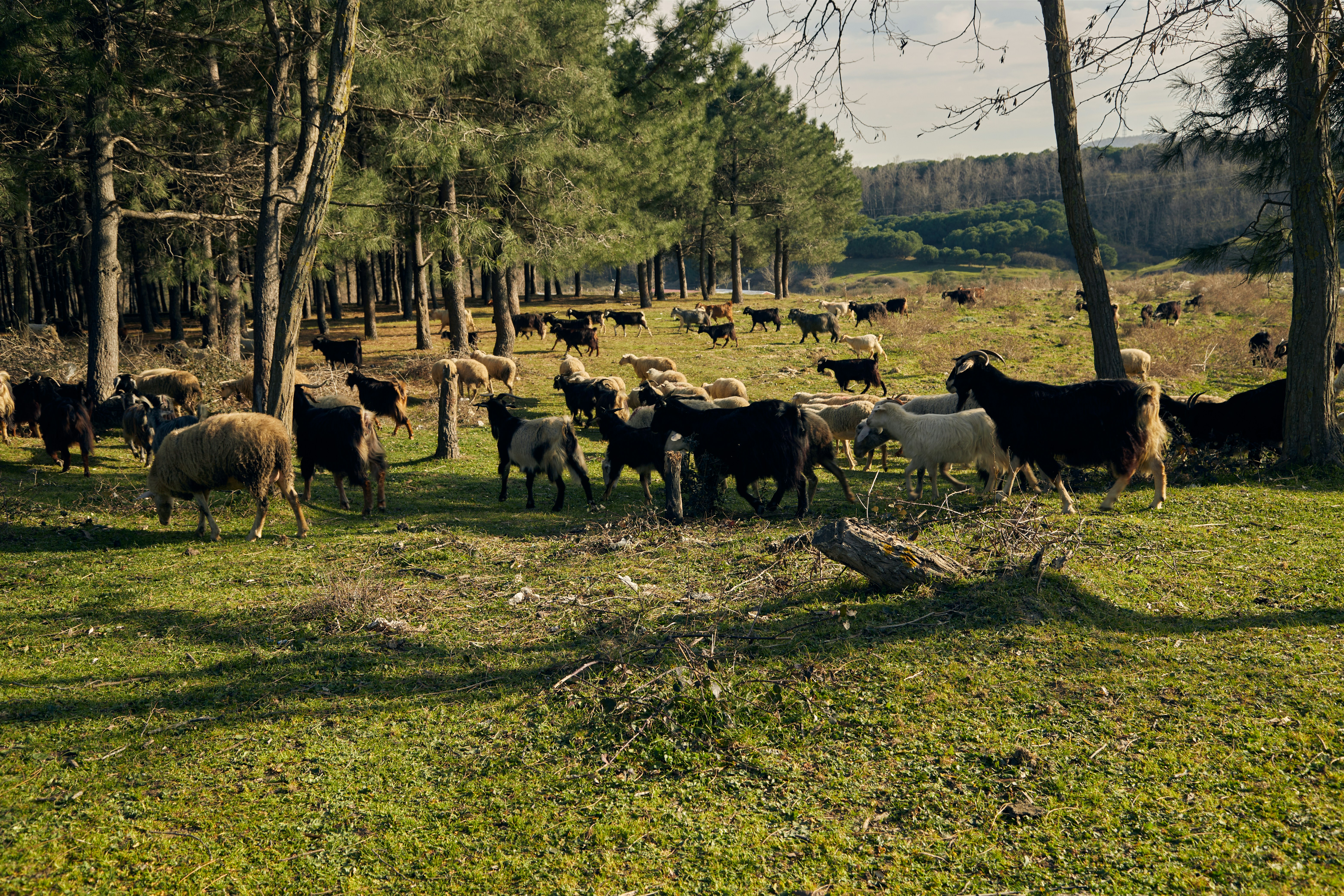 a herd of sheep standing on top of a lush green field