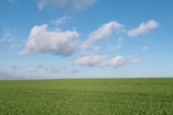 A spacious green field ready for development under a clear blue sky.