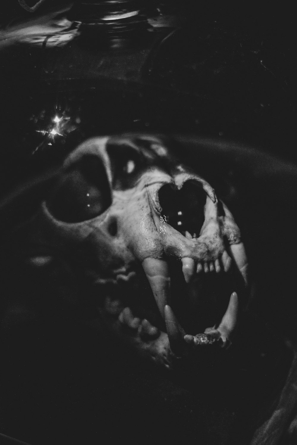 a black and white photo of a human skull