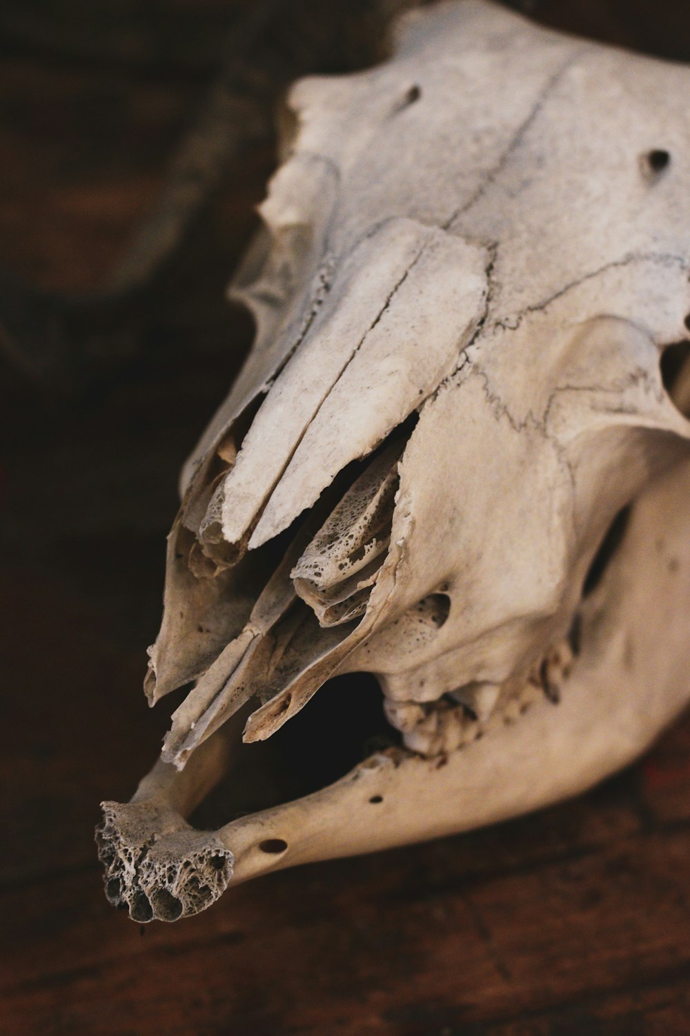 a close up of a animal skull on a table