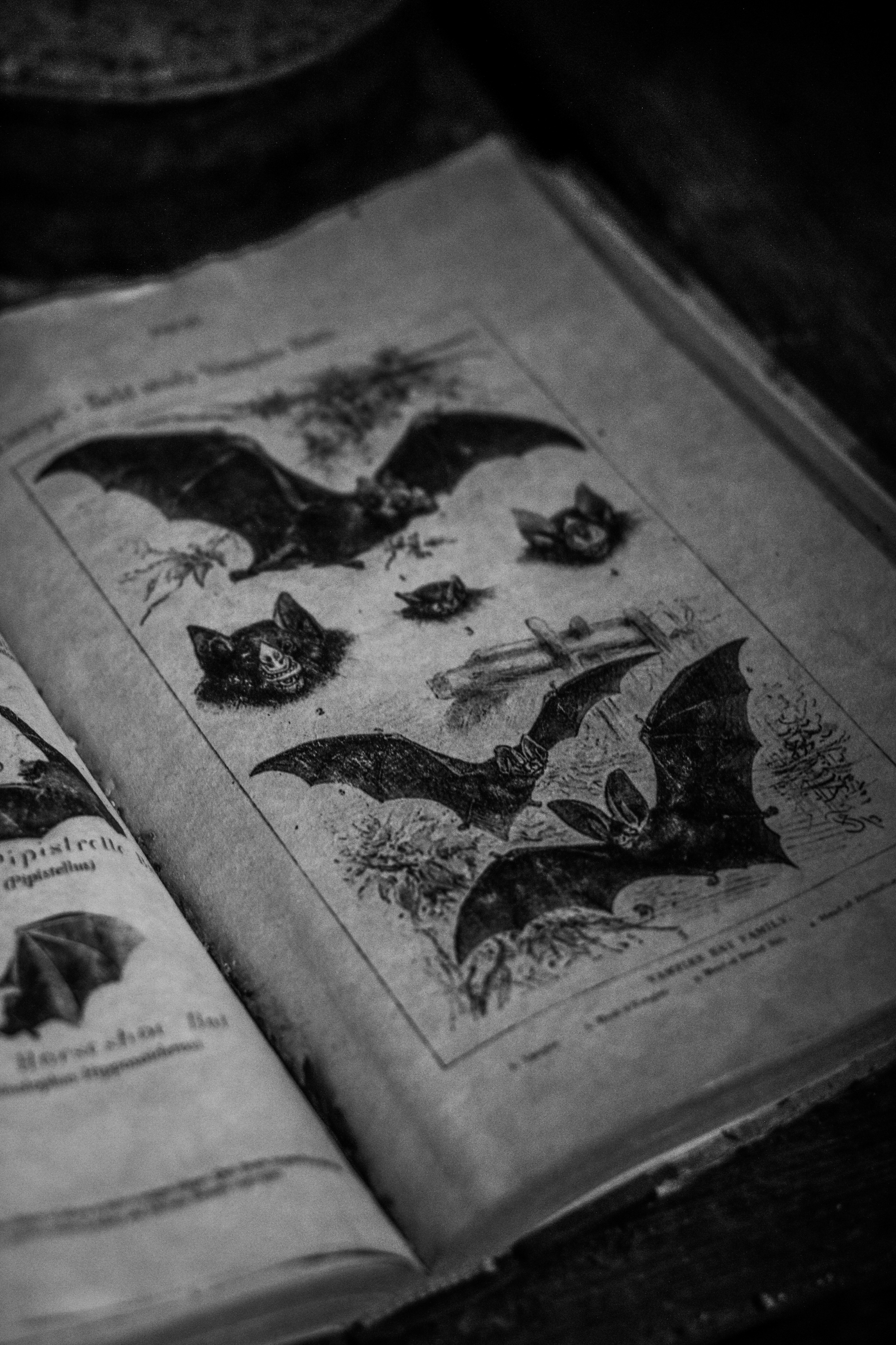 10 Gothic Mystery Book Reviews and Recommendations With Dark Atmospheres
