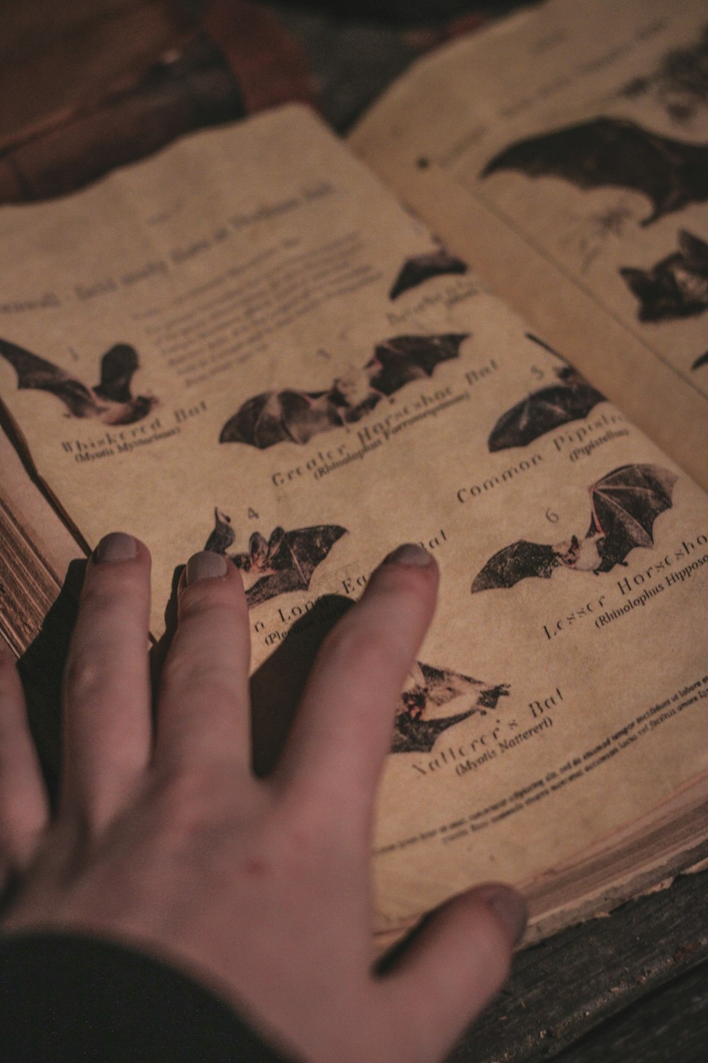 Die Hand einer Person auf einem Buch mit Fledermäusen darauf