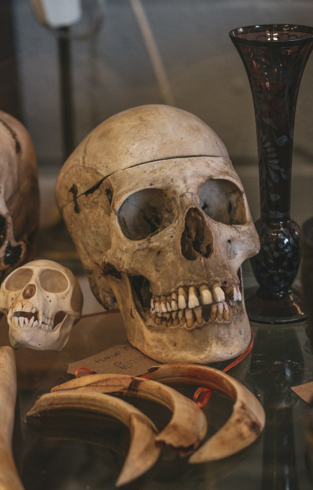 a table topped with skulls and a vase