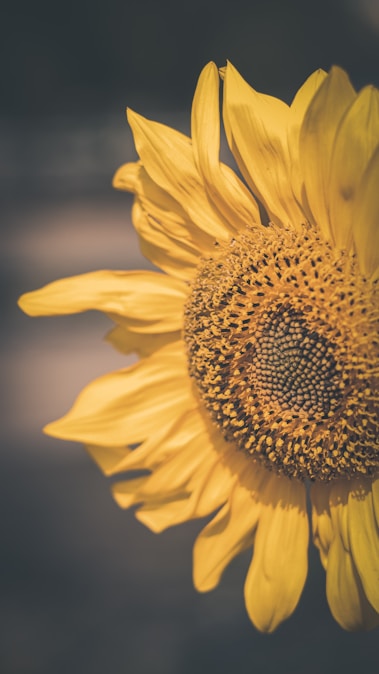 a yellow sunflower with a dark background