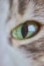 Close-up of a cat's curious eyes reflecting a soft green hue symbolizing care.