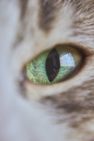 Close-up of a cat's curious eyes reflecting a soft green hue symbolizing care.