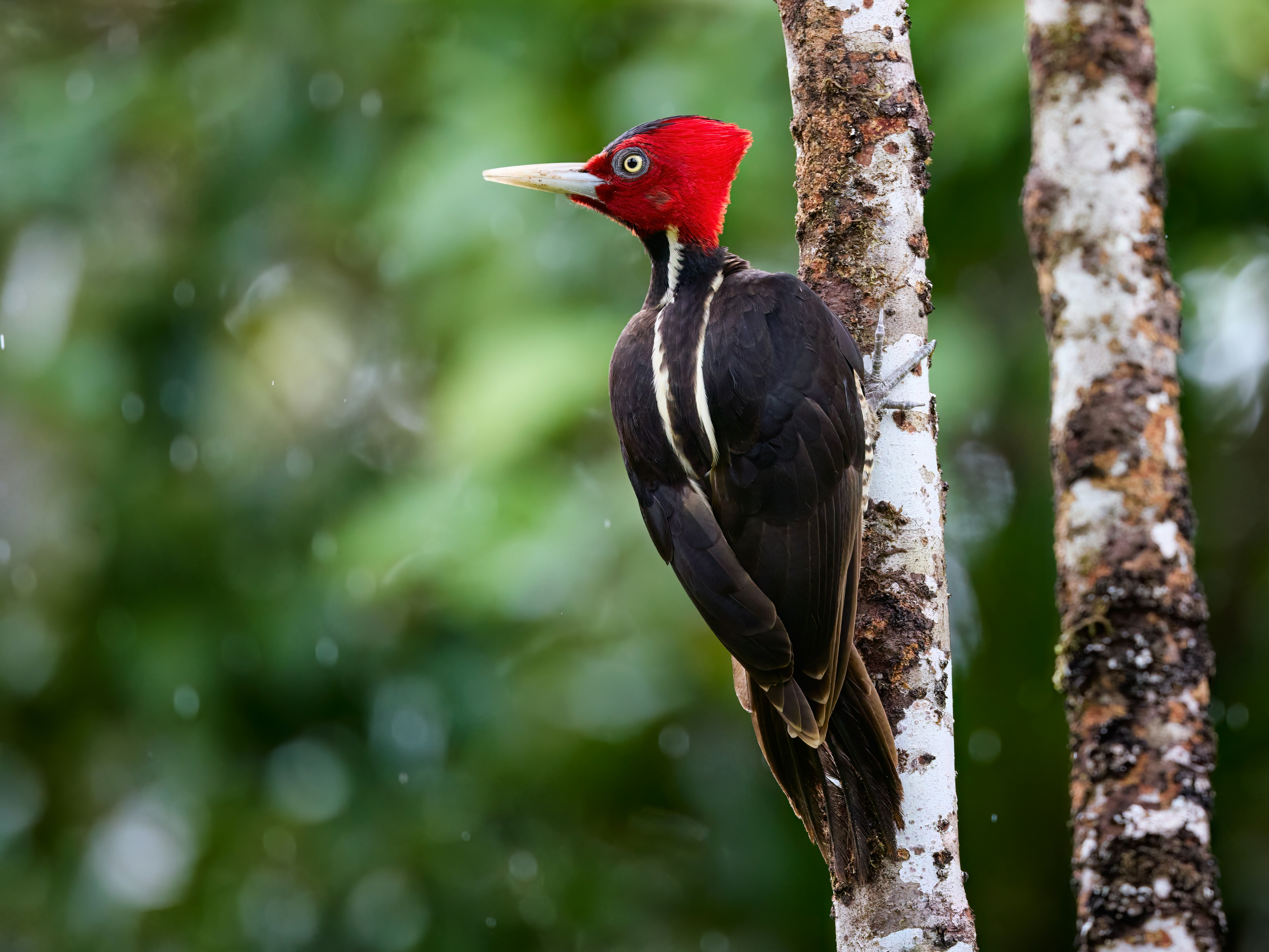 a bird with a red head is perched on a tree, Pale-billed Woodpecker